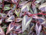 Persicaria Red dragon